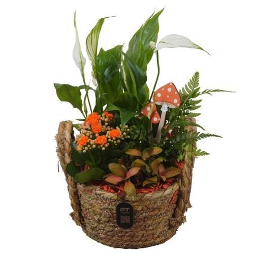 Spath.Arr PTHI3284 Herbst T19 H033