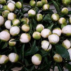 Pfingstrose weiss Elegance 60cm