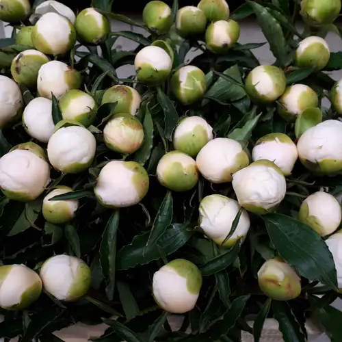 Pfingstrose weiss Elegance 60cm