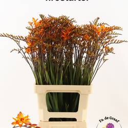 Montbretia dunkel orange Firestarter 80cm