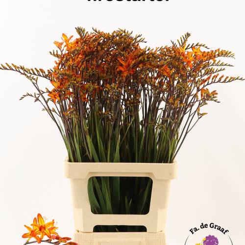 Montbretia dunkel orange Firestarter 80cm