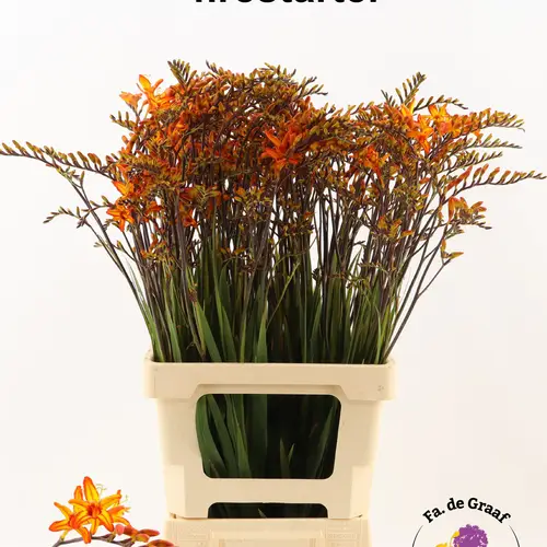 Montbretia dunkel orange Firestarter 80cm