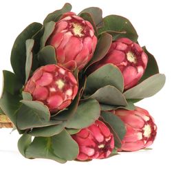 Protea rot/rosa Grandiceps 40cm