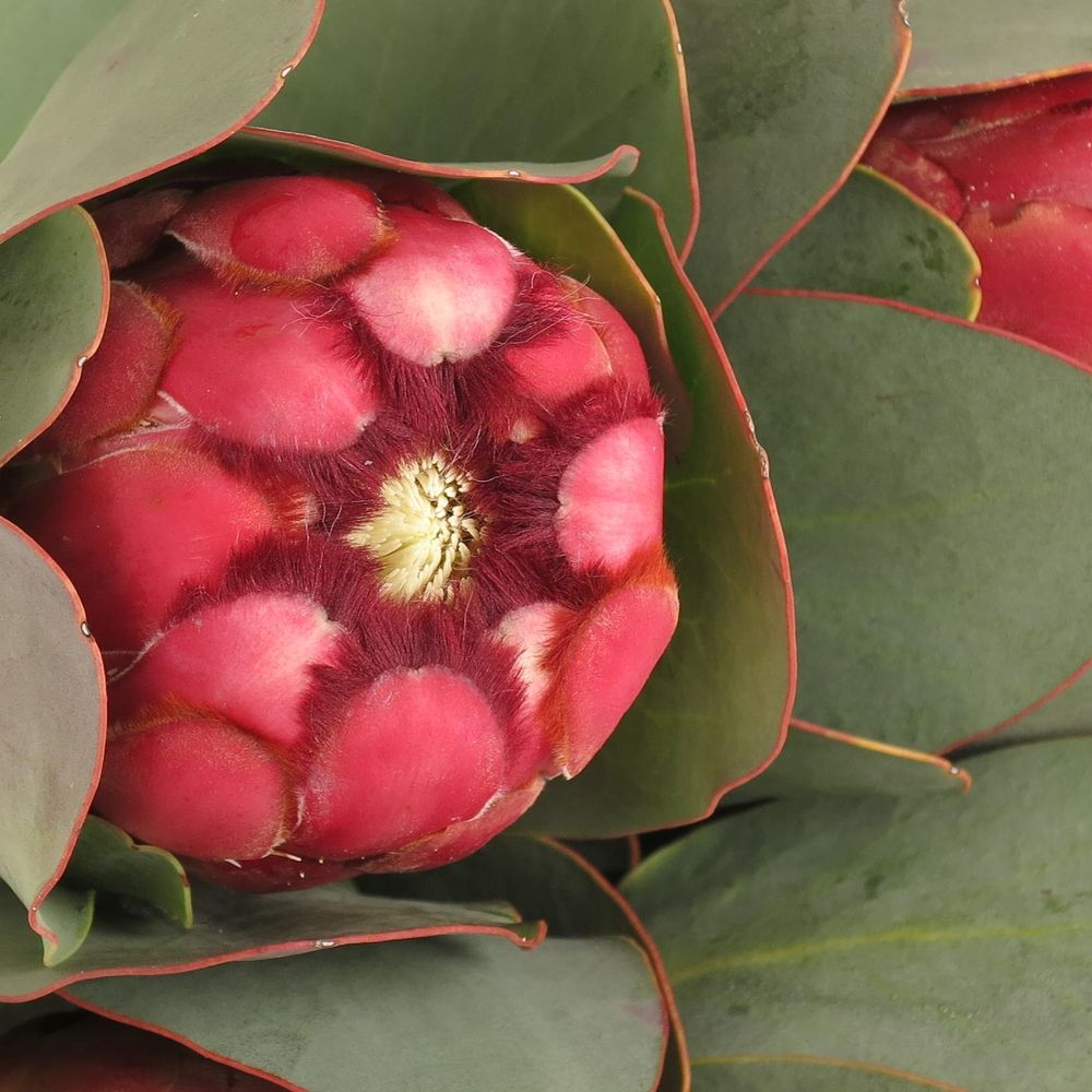 Protea rot/rosa Grandiceps 40cm
