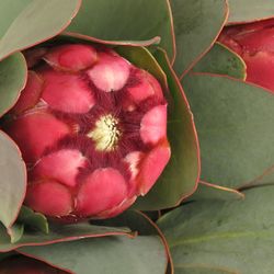 Protea rot/rosa Grandiceps 40cm