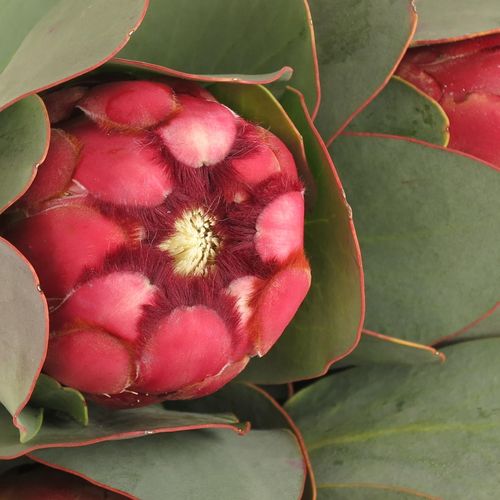 Protea rot/rosa Grandiceps 40cm