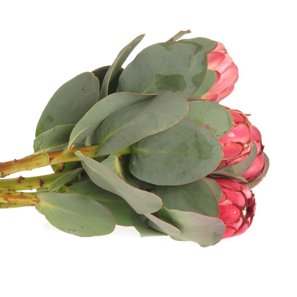 Protea rot/rosa Grandiceps 40cm