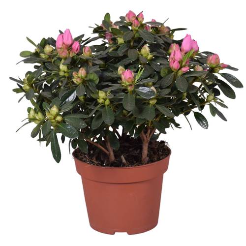 Azalea rosa Evita T12 H025