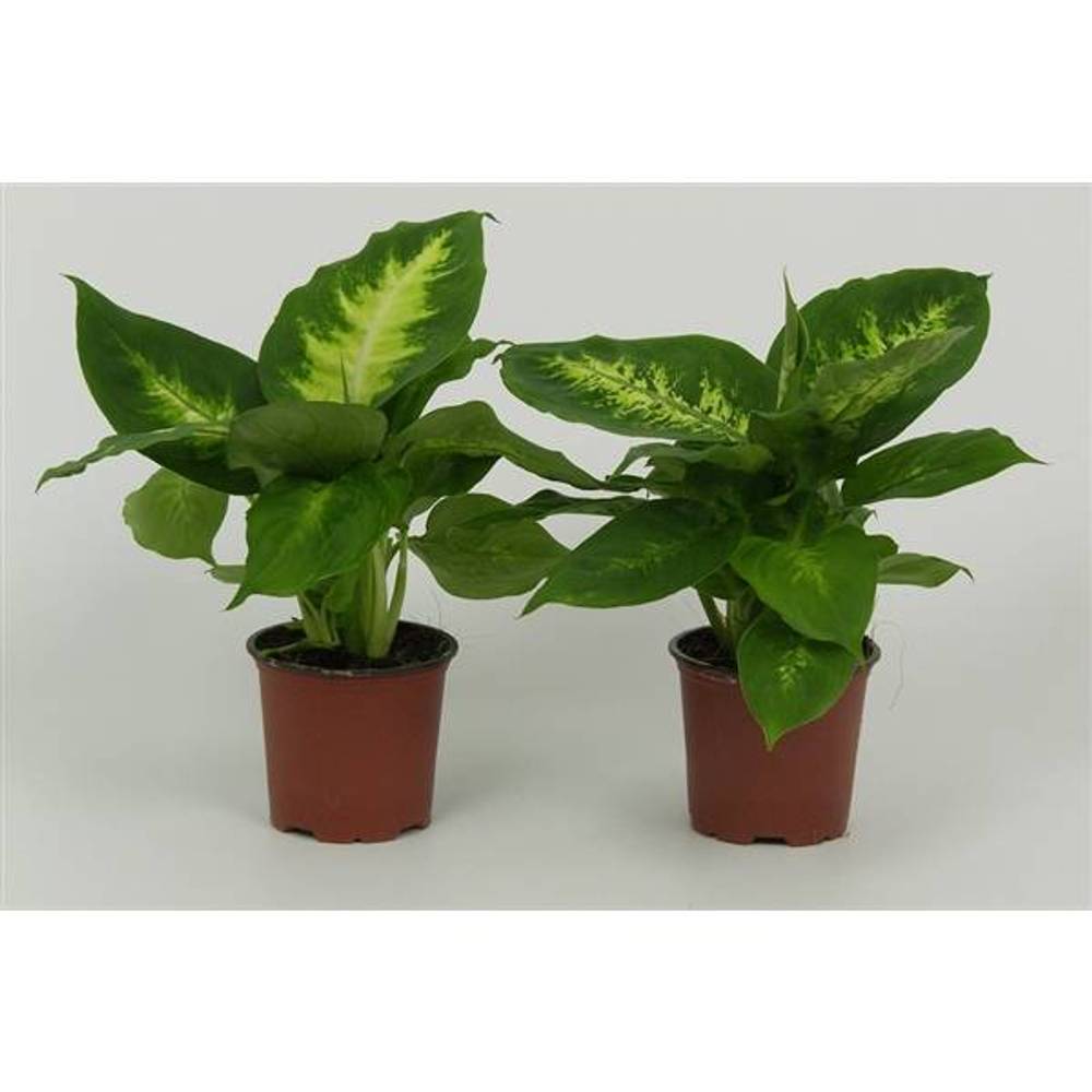 Dieffenbachia mix T8,5 H28