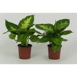 Dieffenbachia mix T8,5 H28