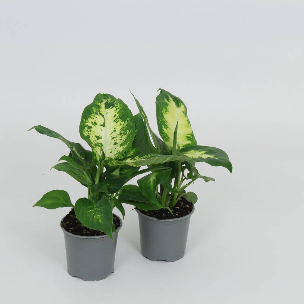 Dieffenbachia mix T8,5 H28