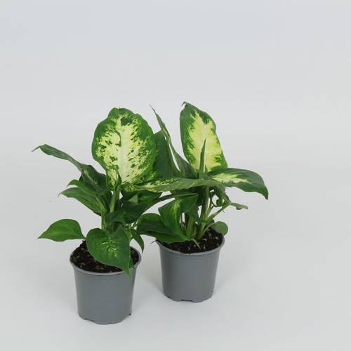 Dieffenbachia mix T8,5 H28