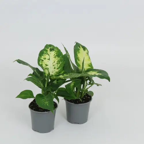 Dieffenbachia mix T8,5 H28