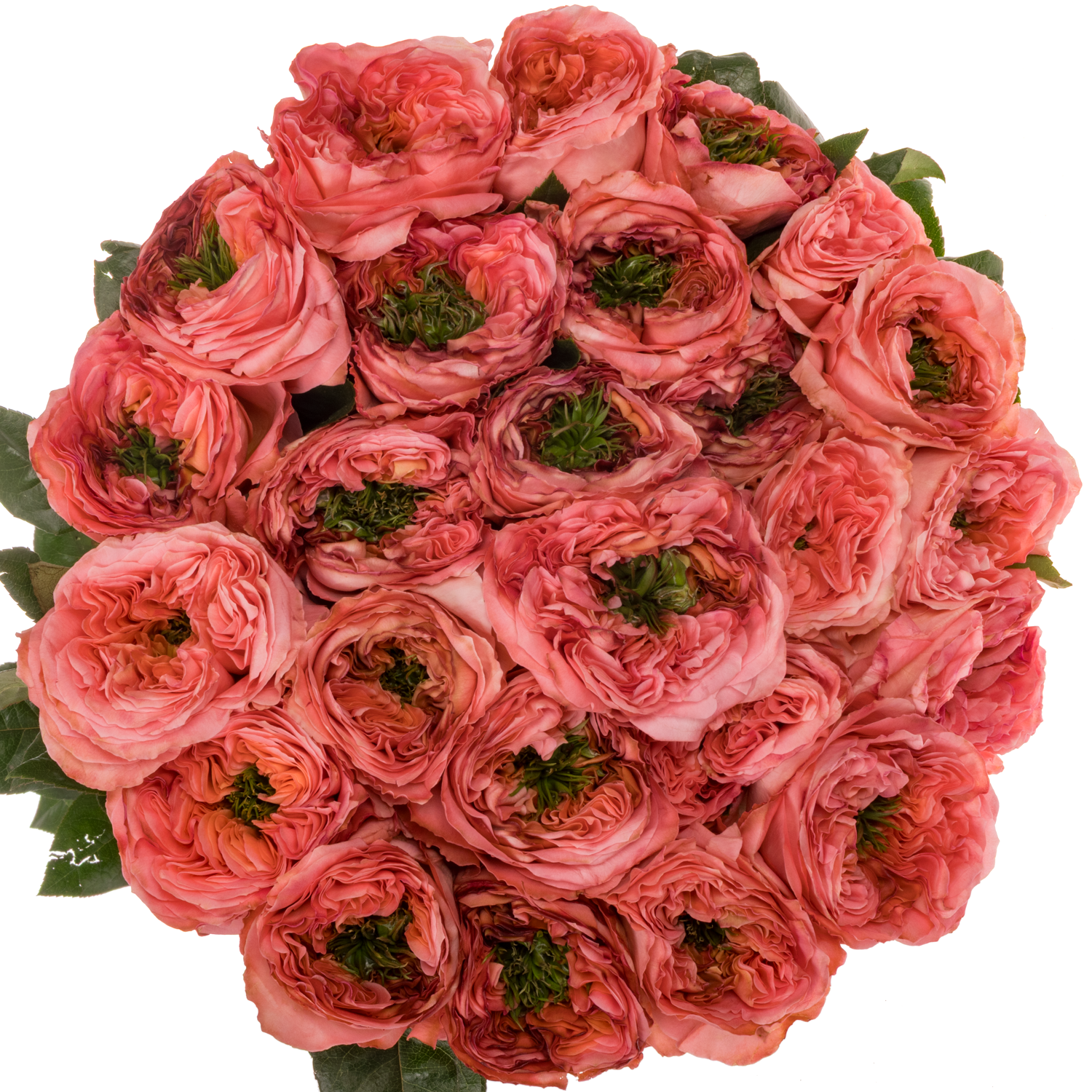 Rose rosa Mandarin X-Pression (Ec) 70cm