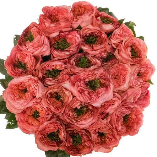 Rose rosa Mandarin X-Pression (Ec) 70cm