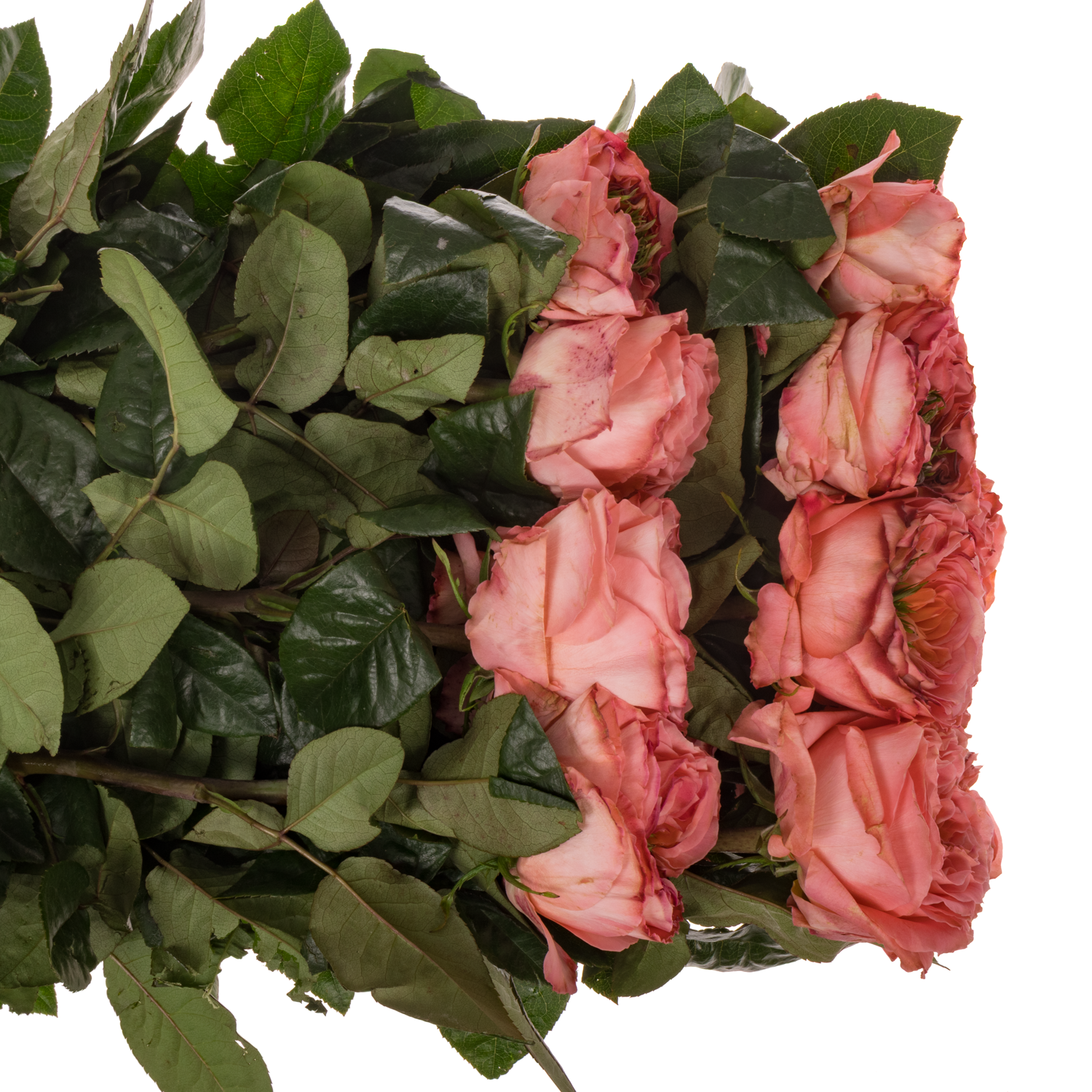 Rose rosa Mandarin X-Pression (Ec) 70cm