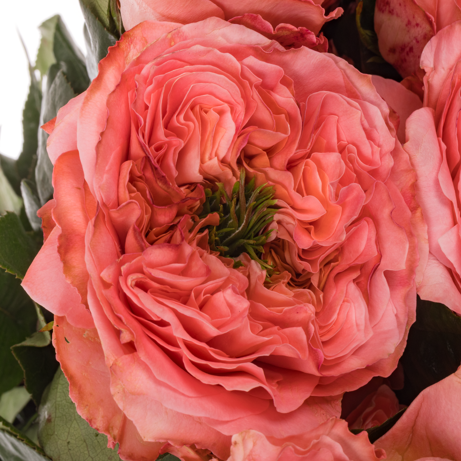 Rose rosa Mandarin X-Pression (Ec) 70cm