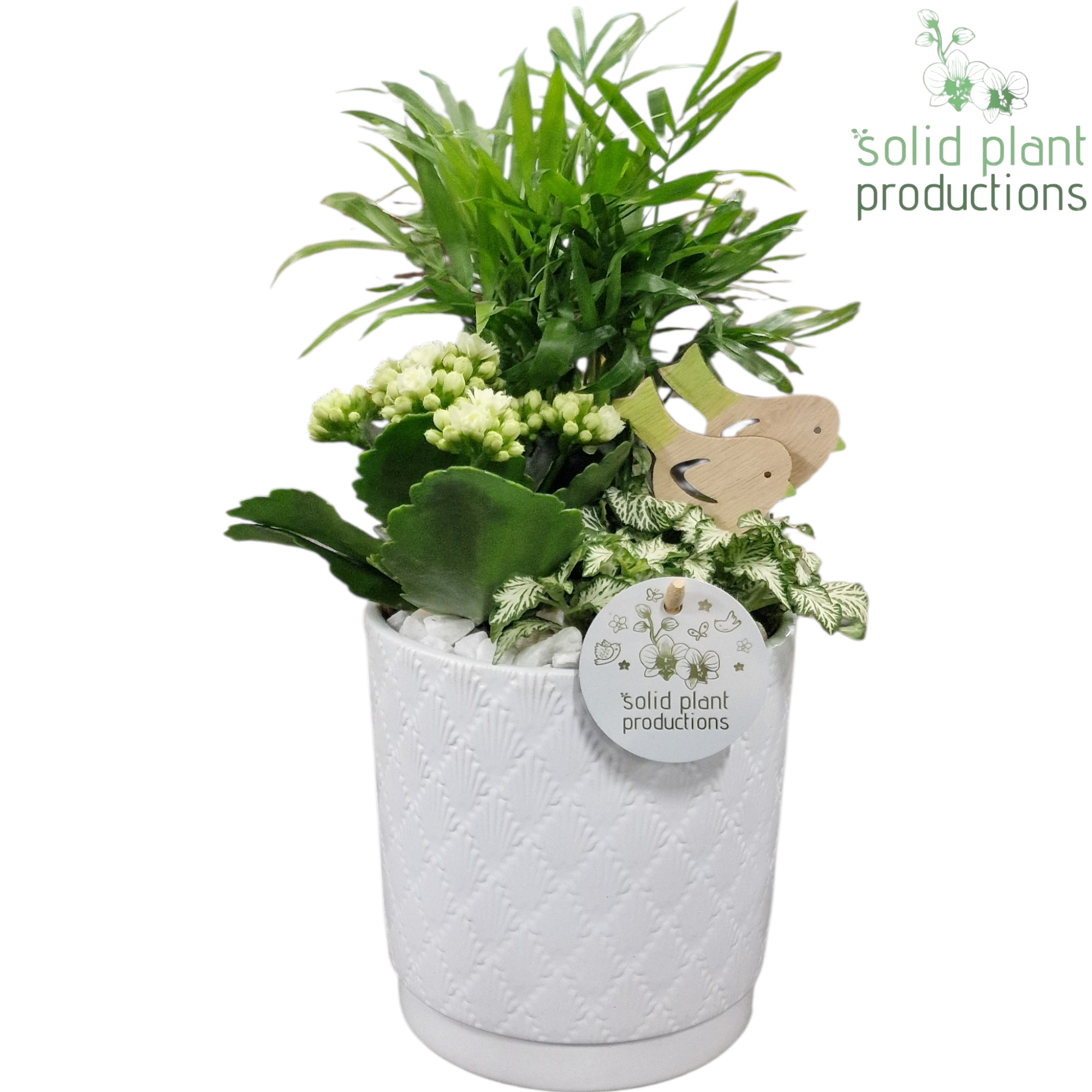 Chamaed.Arr CH001 Amy weiss T14 H035