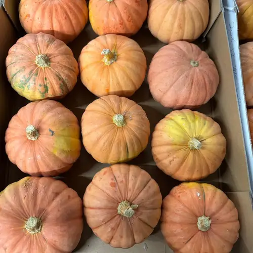 Zierkürbis orange Jack BeLittle Bol 9cm