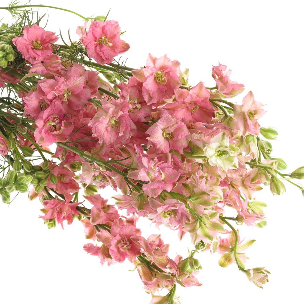 Rittersporen rosa 70cm