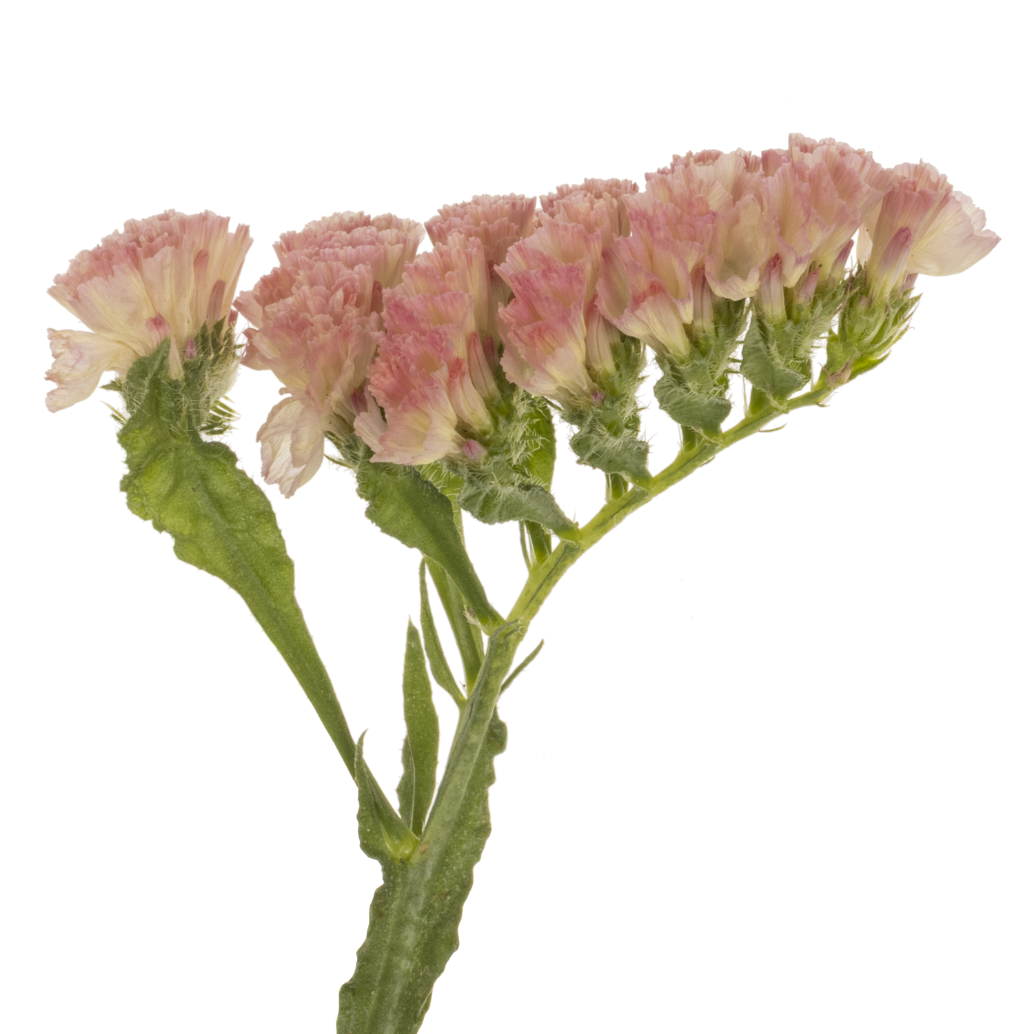 Statice apricot Peach Wings 55 Gramm 75cm