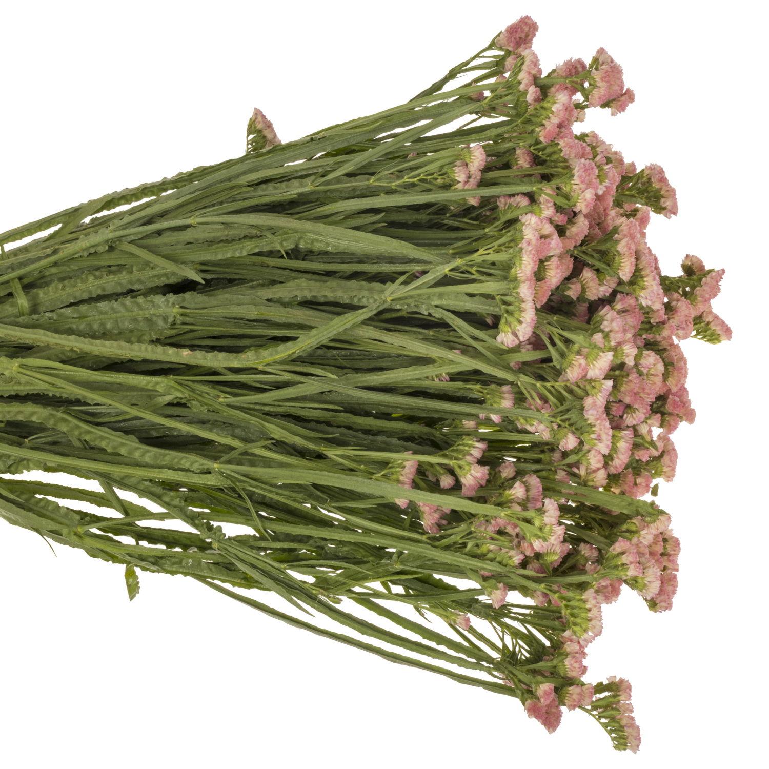 Statice apricot Peach Wings 55 Gramm 75cm