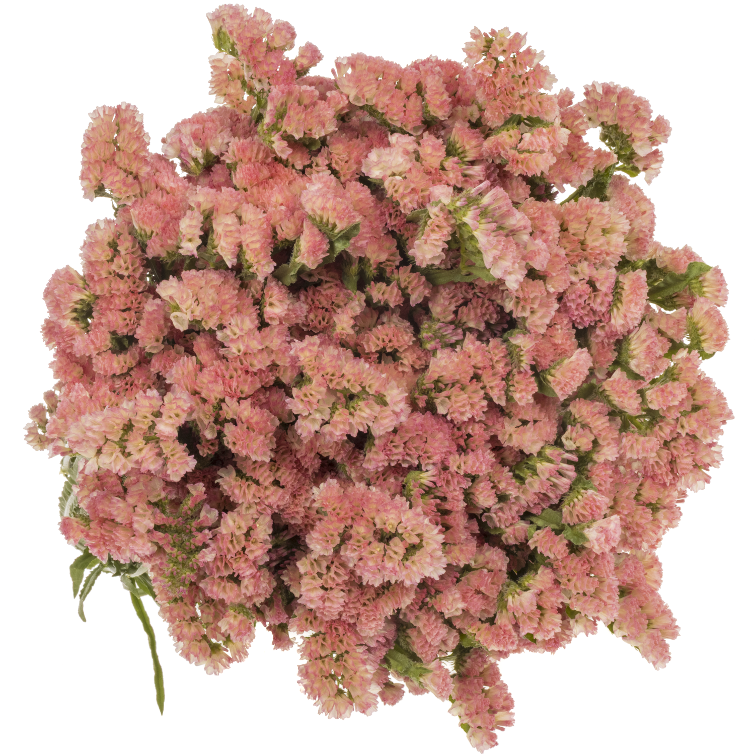 Statice apricot Peach Wings 55 Gramm 75cm