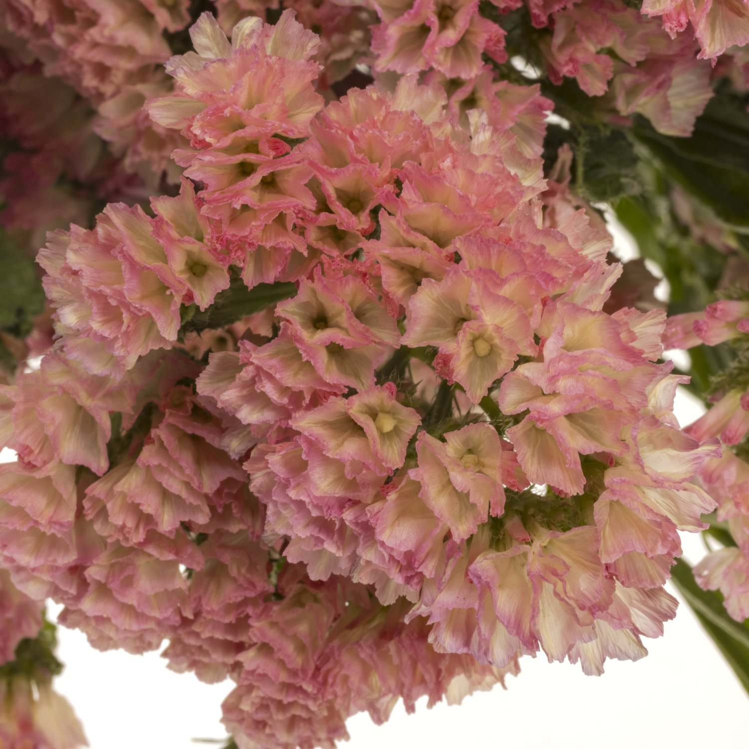 Statice apricot Peach Wings 55 Gramm 75cm