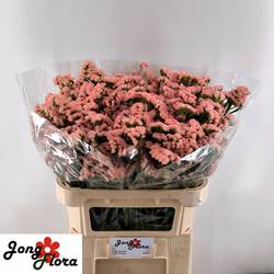 Statice apricot Peach Wings 60 Gramm 75cm