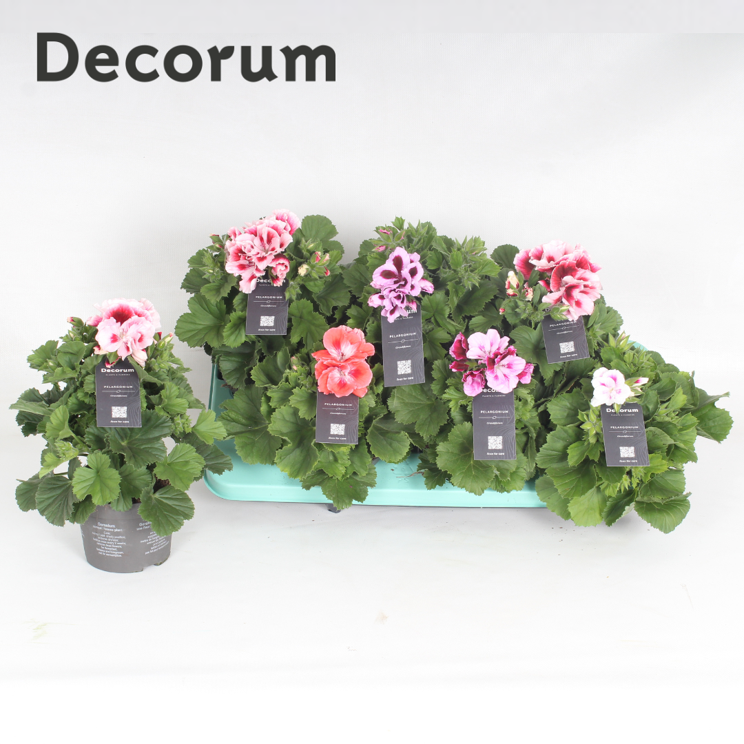 Pelargonium Grandiflorum mix T13 H030