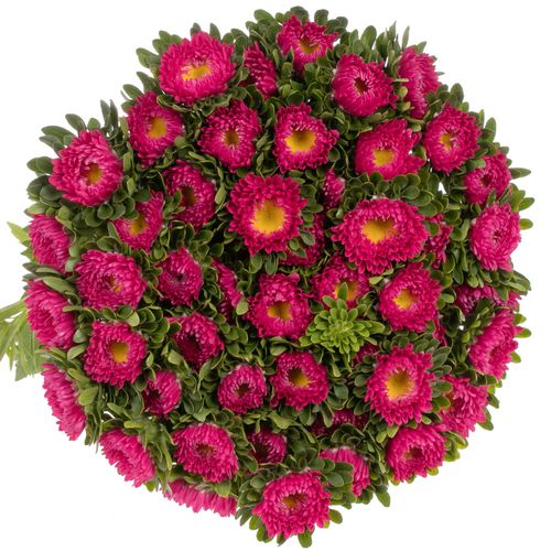 Aster rot 40cm