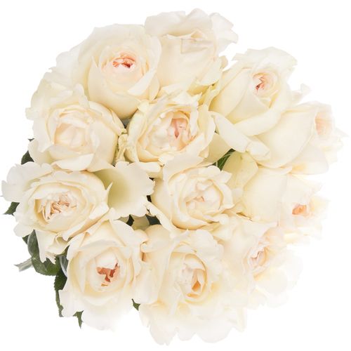Rose creme/weiss Yves Piaget duftend 60cm
