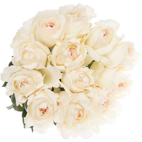 Rose creme/weiss Yves Piaget duftend 60cm