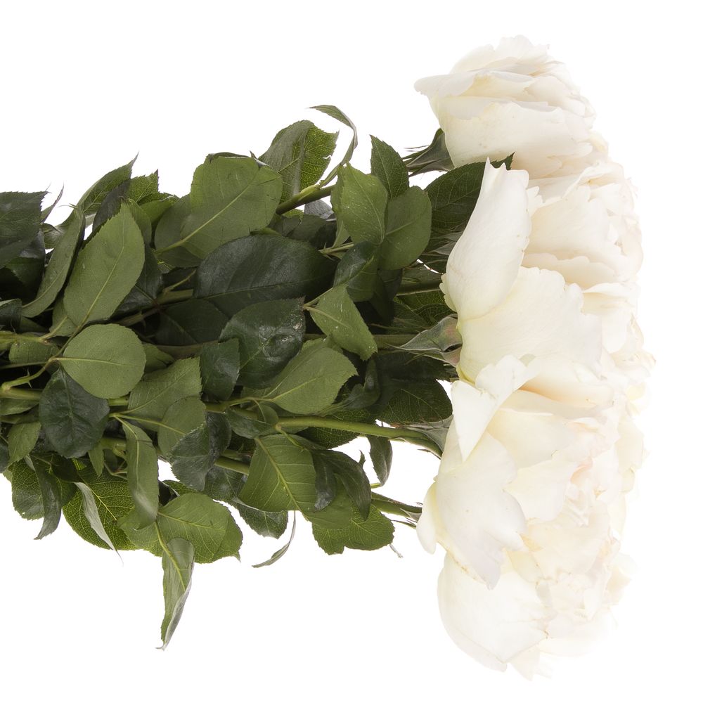 Rose creme/weiss Yves Piaget duftend 60cm