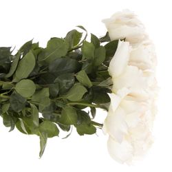 Rose creme/weiss Yves Piaget duftend 60cm