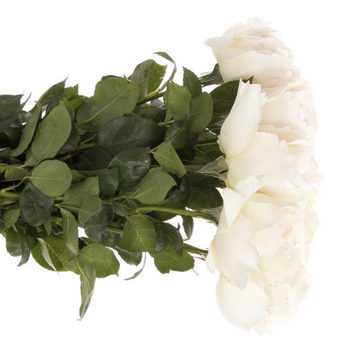 Rose creme/weiss Yves Piaget duftend 60cm