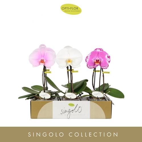 Phal.1-R mix Singolo T09 H040