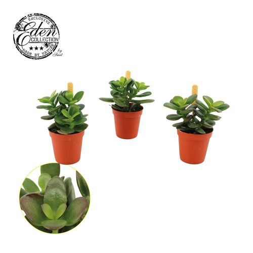 Crassula Minor T05,5 H10