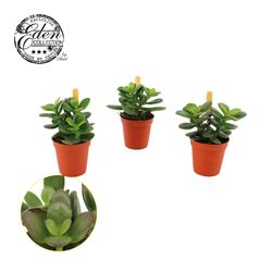 Crassula Minor T05,5 H10