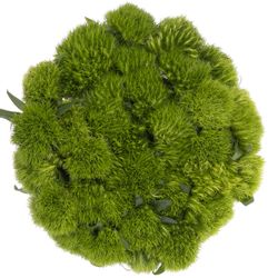 Bartnelke grün Green Wicky 60cm