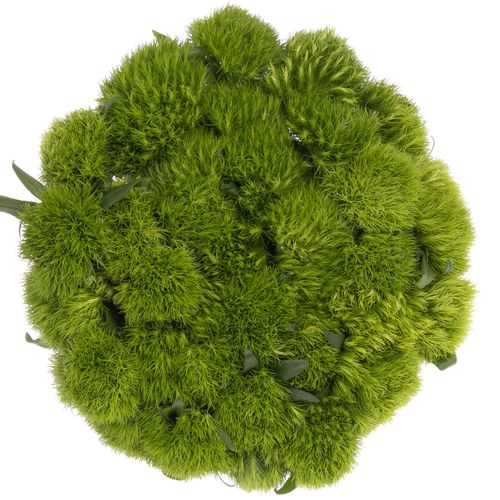 Bartnelke grün Green Wicky 60cm