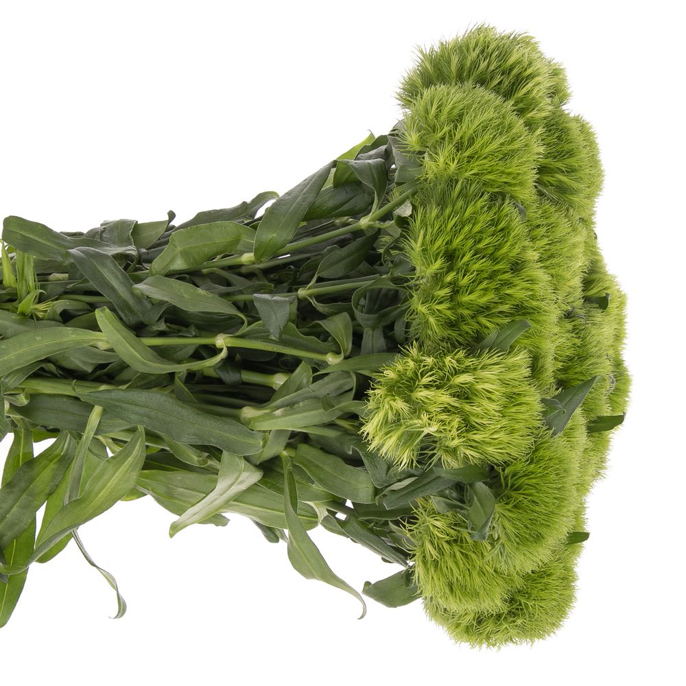 Bartnelke grün Green Wicky 60cm