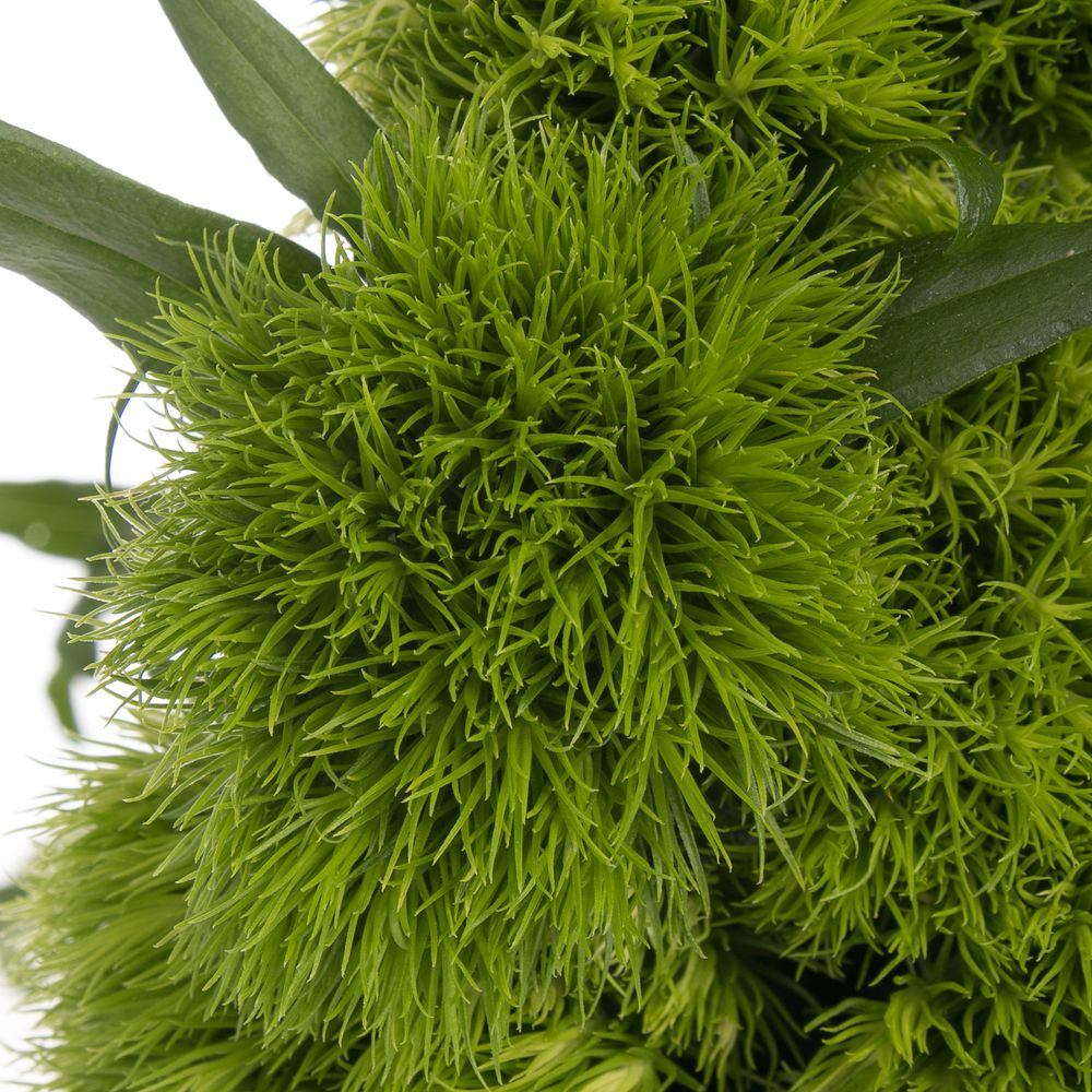 Bartnelke grün Green Wicky 60cm