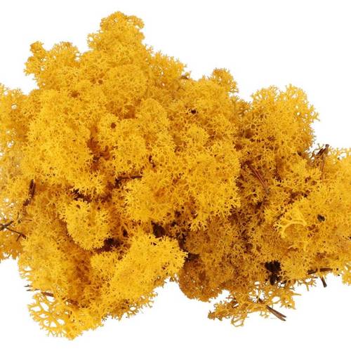 Island Moos Ockerglb 500gr