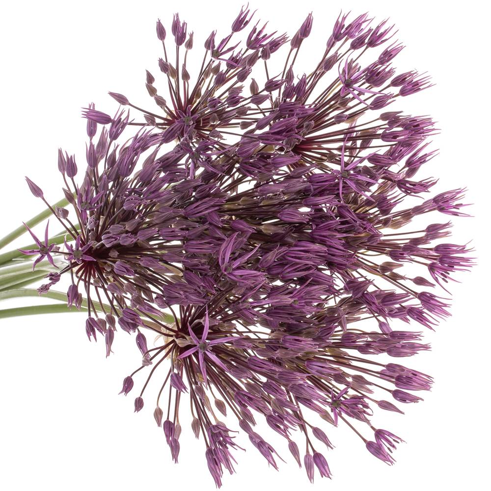 Allium lila Purple Rain 60cm