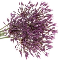 Allium lila Purple Rain 60cm