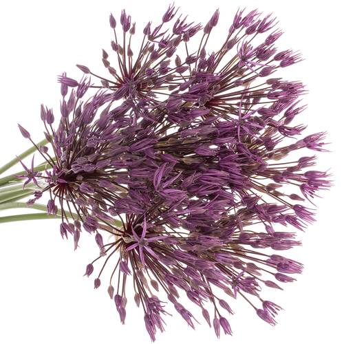 Allium lila Purple Rain 60cm