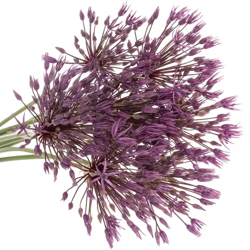 Allium lila Purple Rain 60cm