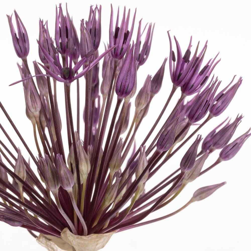 Allium lila Purple Rain 60cm