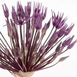 Allium lila Purple Rain 60cm